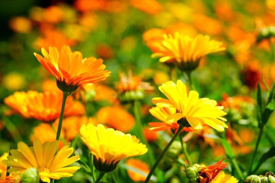 Bloom yellow orange calendula officinalis