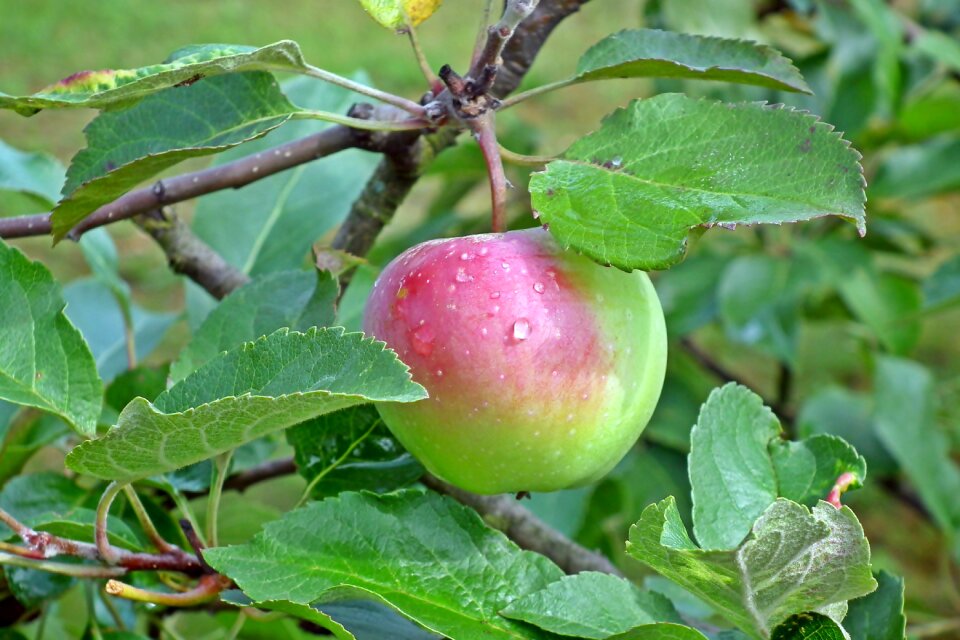 Vitamins nature sad