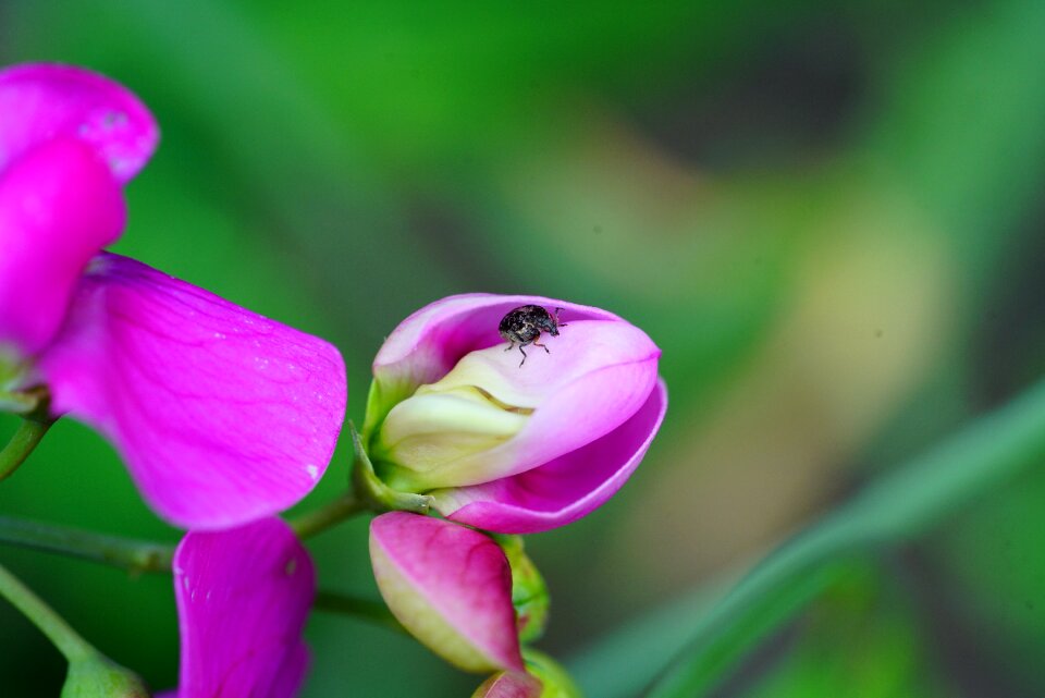 Insect bruchus affinis leaf beetle