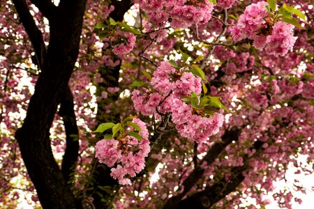 Pink flower blossom