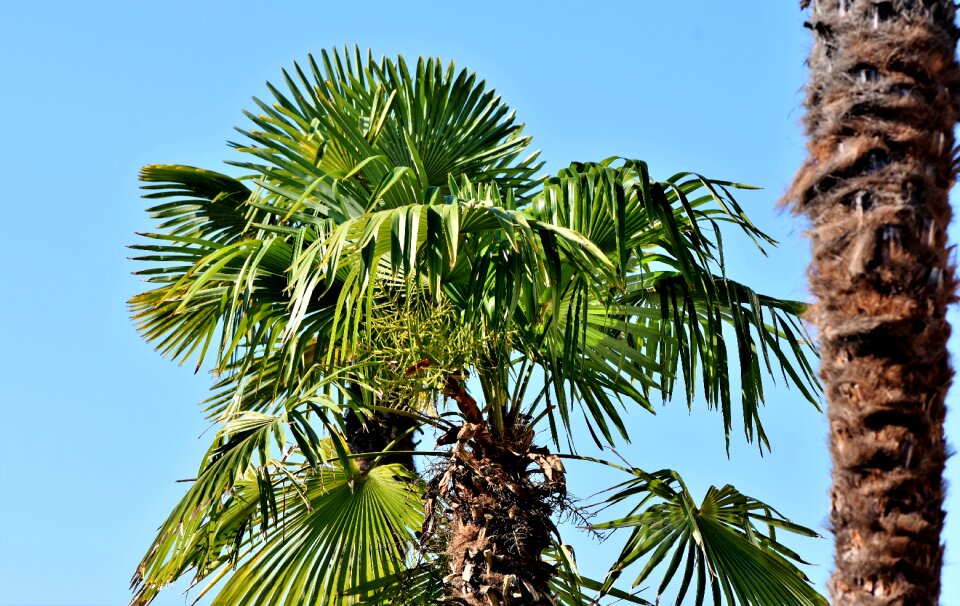 Plant palm fronds mediterranean