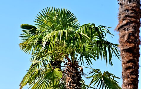 Plant palm fronds mediterranean photo