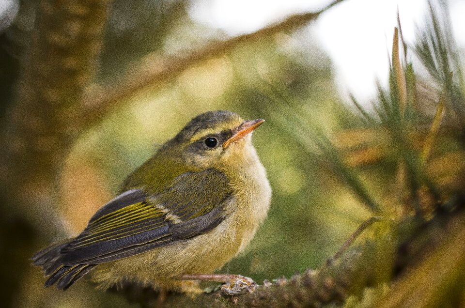 Birds tree branch