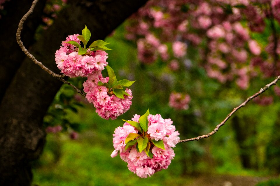 Pink flower blossom