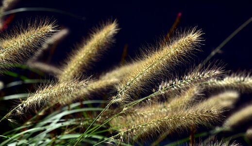 Seeds backlighting autumn