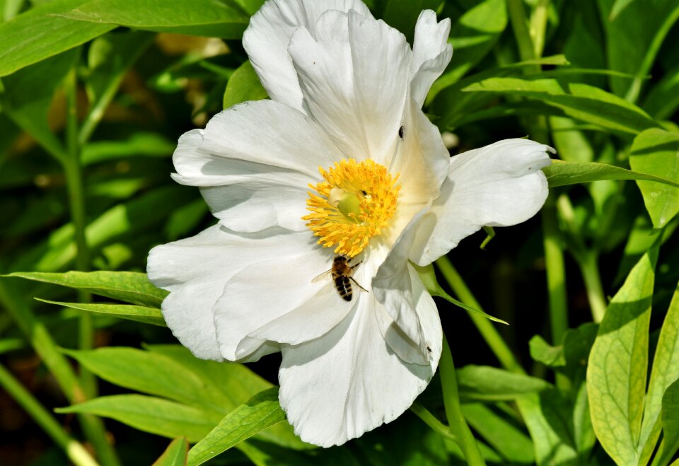 Bloom spring flower bloom