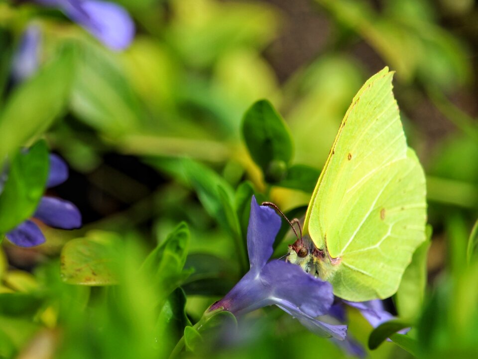 Leaf insect gonepteryx rhamni
