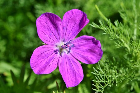 Bloom purple tender photo
