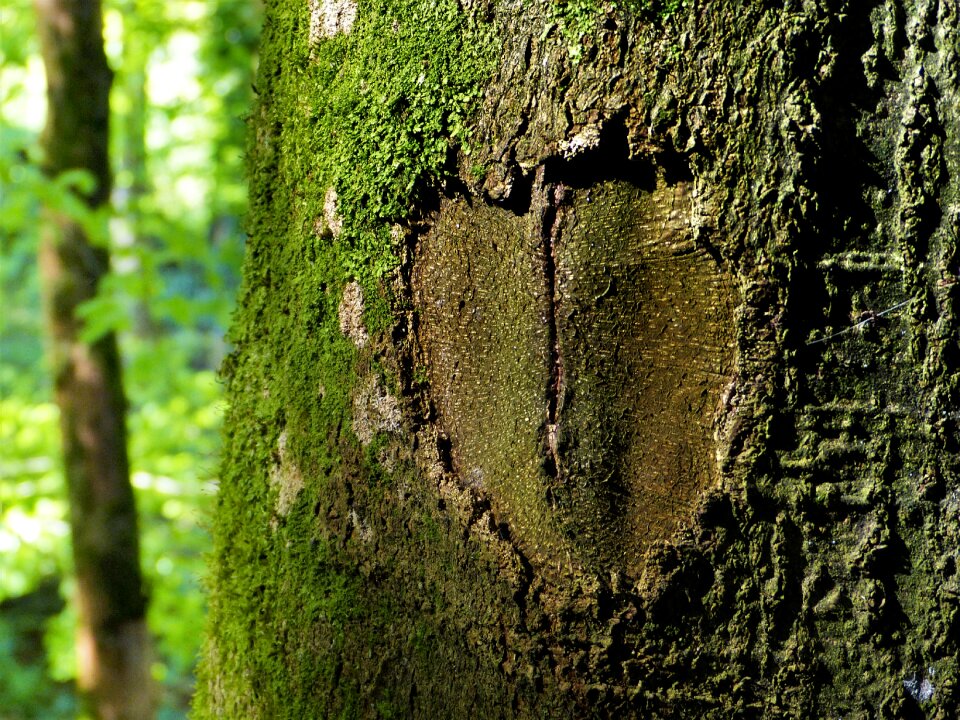 Carve nature forest