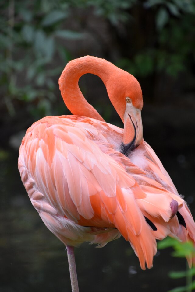 Bird colorful zoo