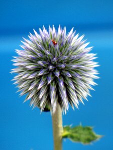 Thorny nature insects