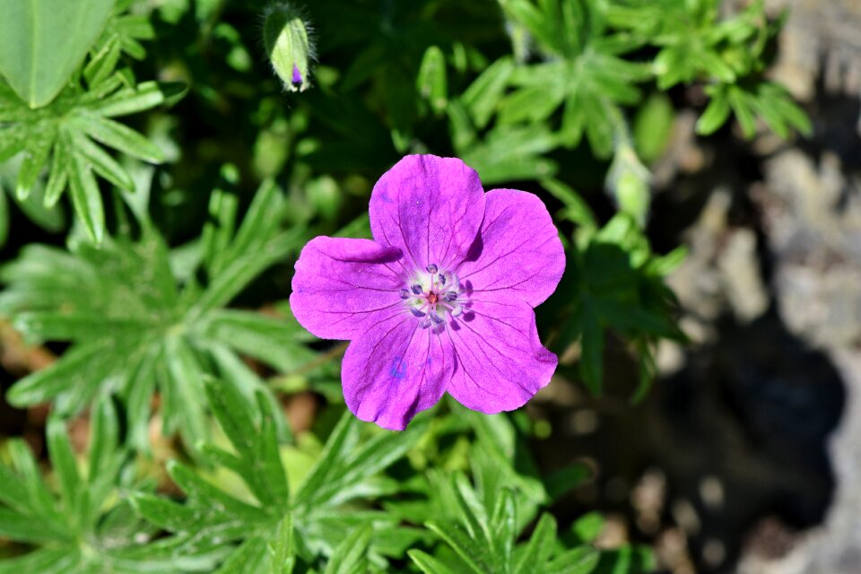 Bloom purple tender photo