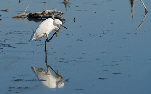 Egret little egret pond