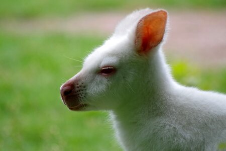 Rarely marsupial nature