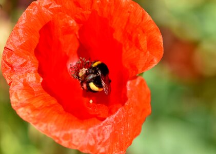 Mohngewaechs poppy flower red poppy photo