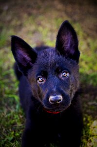 Animal dog black photo
