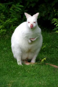 Rarely marsupial nature