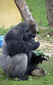Nature powerful zoo