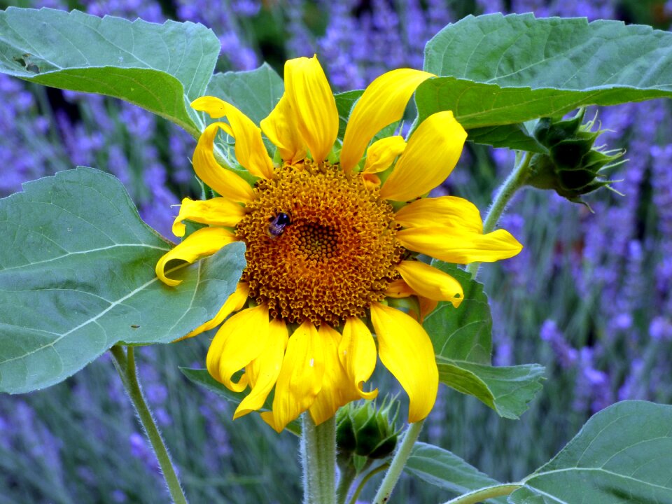 Nature yellow summer