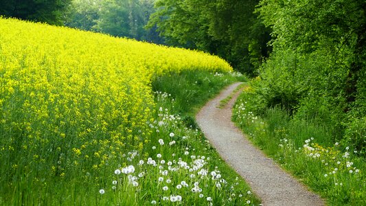 Field of rapeseeds sun bushes