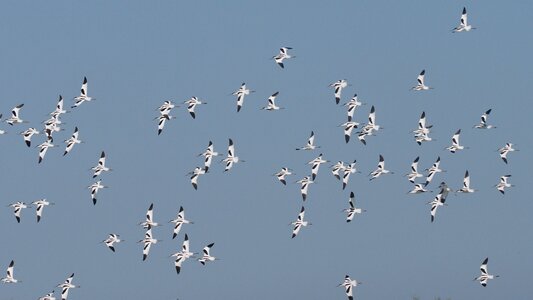 Flight avocet migration photo