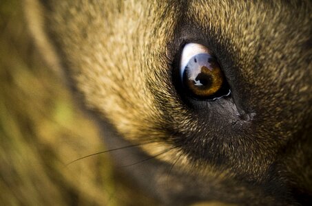 Eye mastiffs animal
