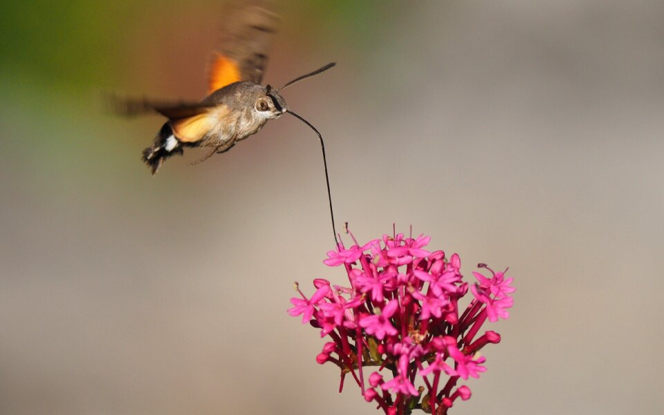 Sphinx moth flight flower