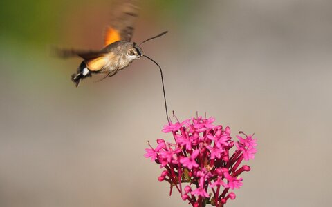 Sphinx moth flight flower photo