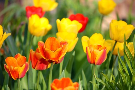 Red tulip field flowers