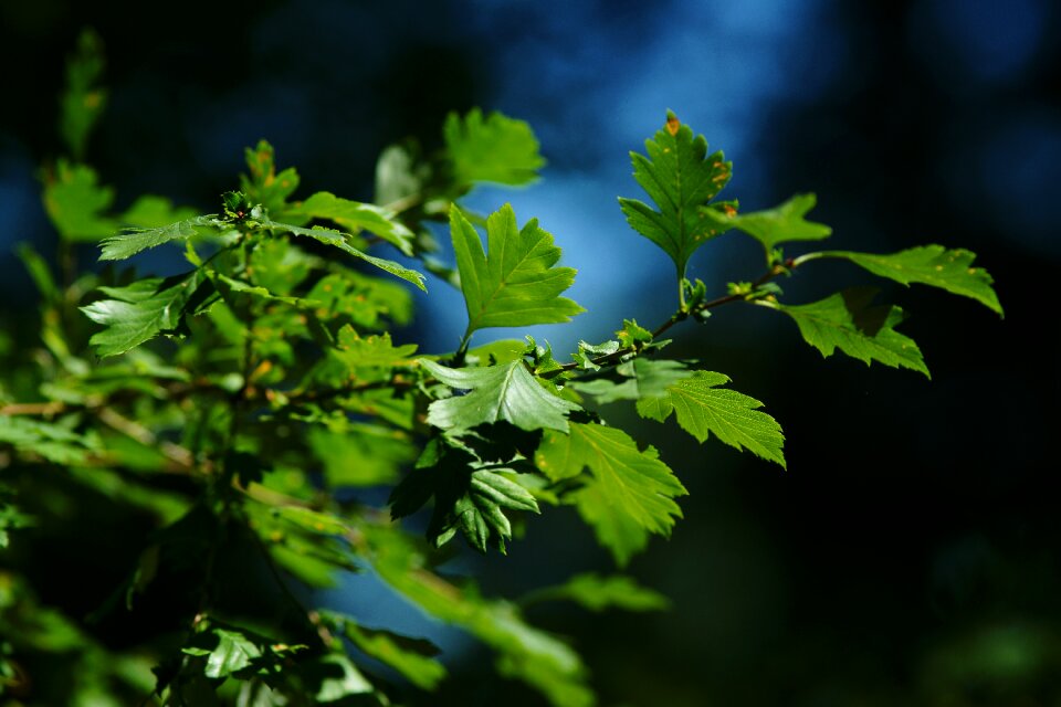 Isolated green plant