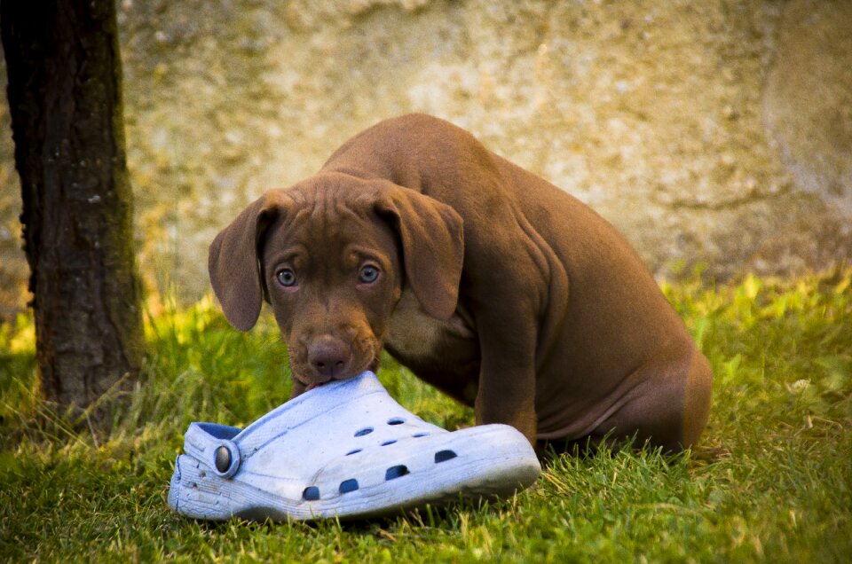 Puppy outdoors cute