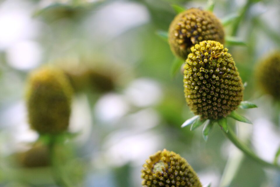 Nature vegetable plants