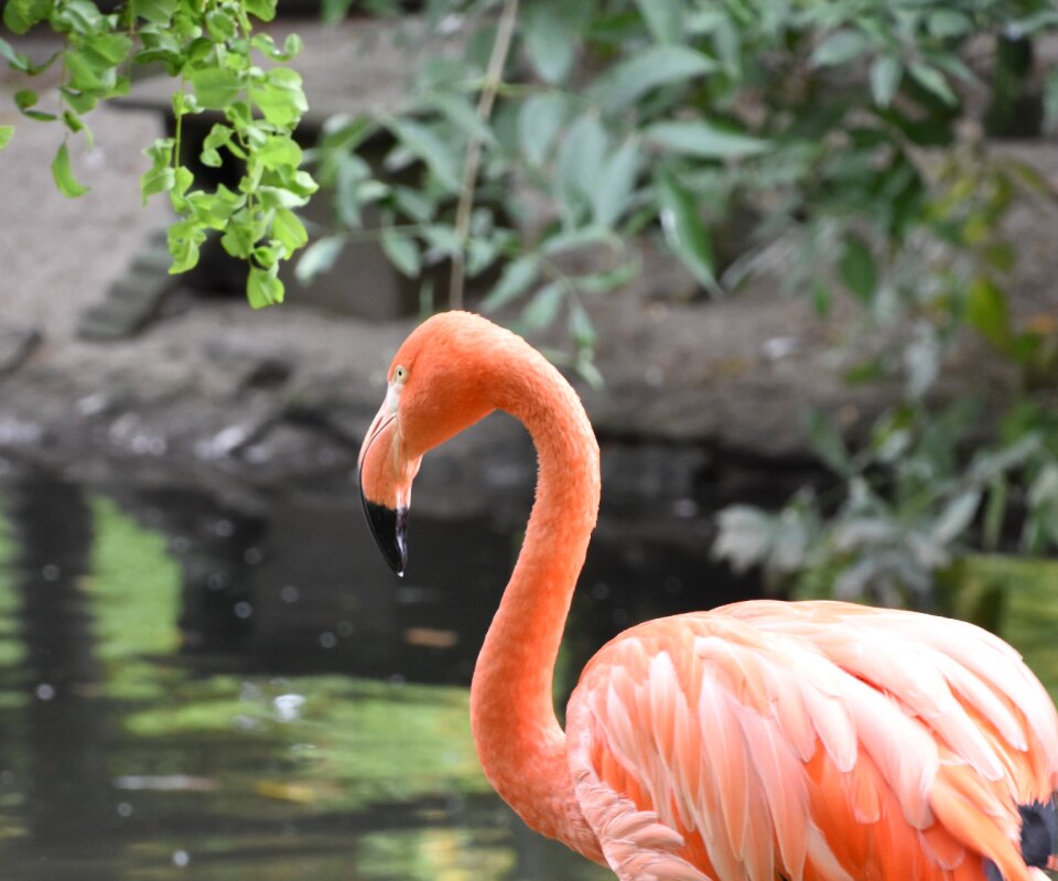 Zoo pen colorful
