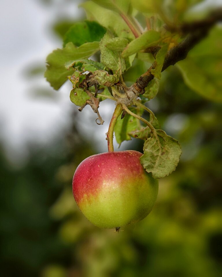 Fresh healthy delicious