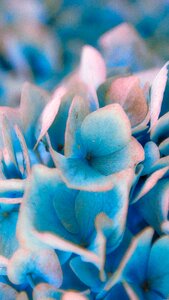 Blue close up beautiful