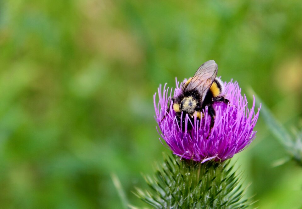 Flower pollination pollen