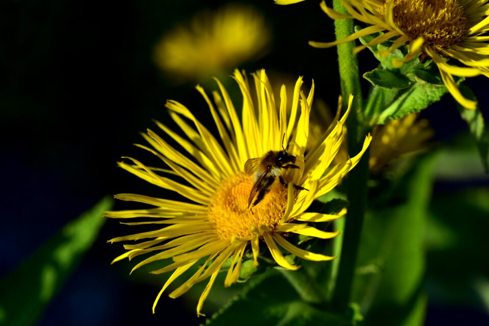 Bloom flower plant