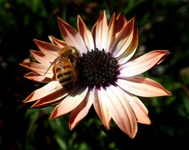 Daisy pollen nature