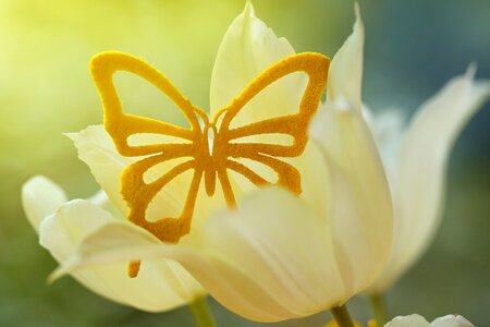 Yellow yellow tulip double tulip photo