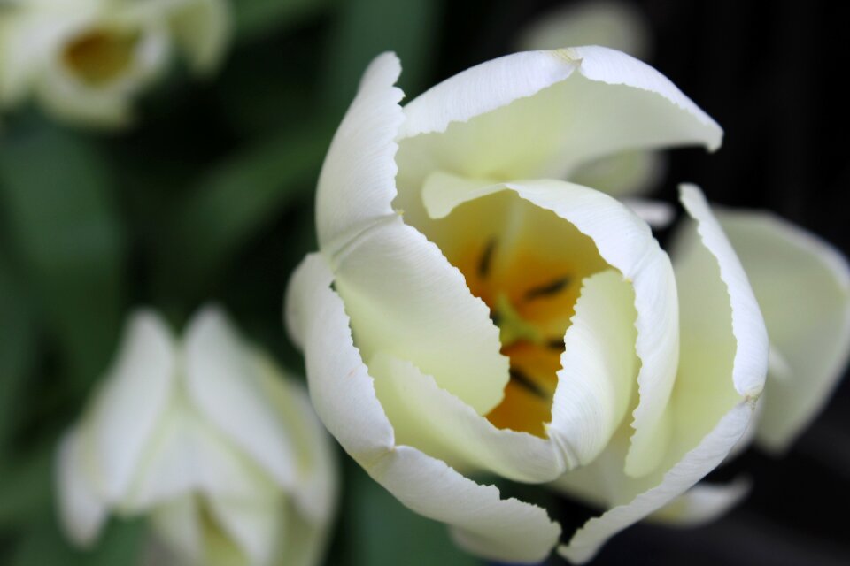Vegetable petals yellow