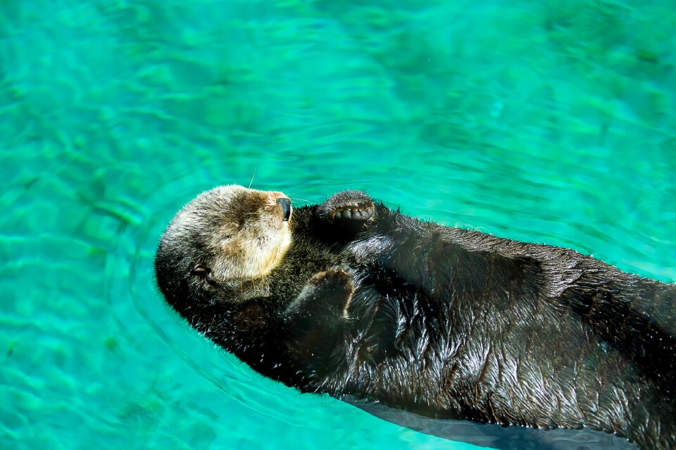 Zoo animals wild nature