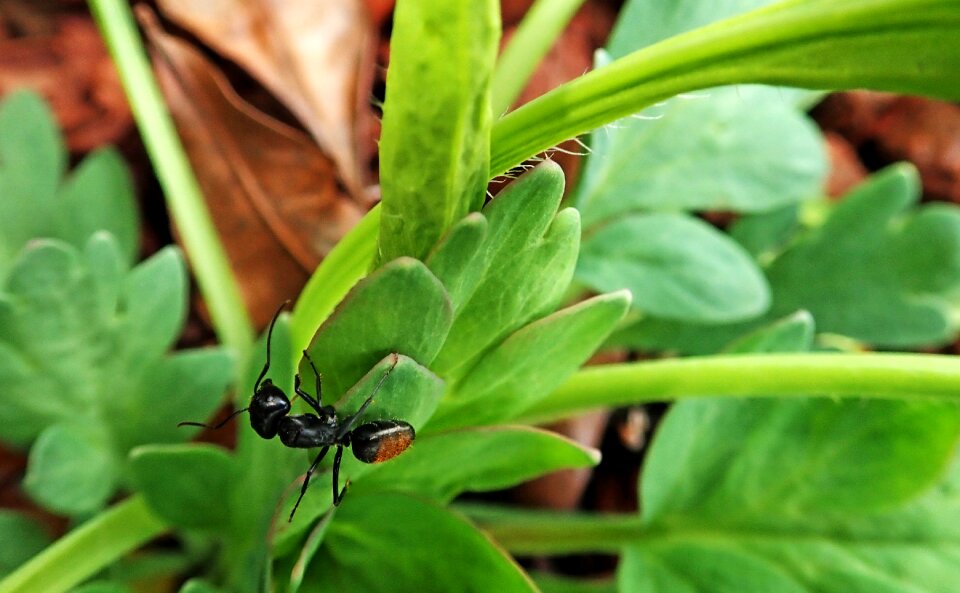 Plant wildlife garden