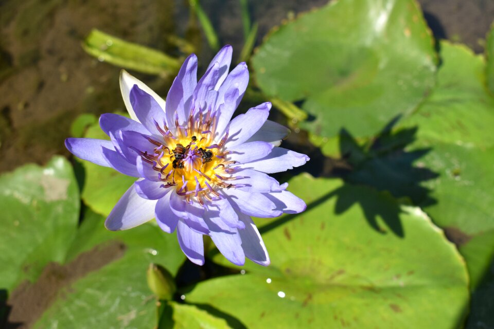Bee on flower blossom plant