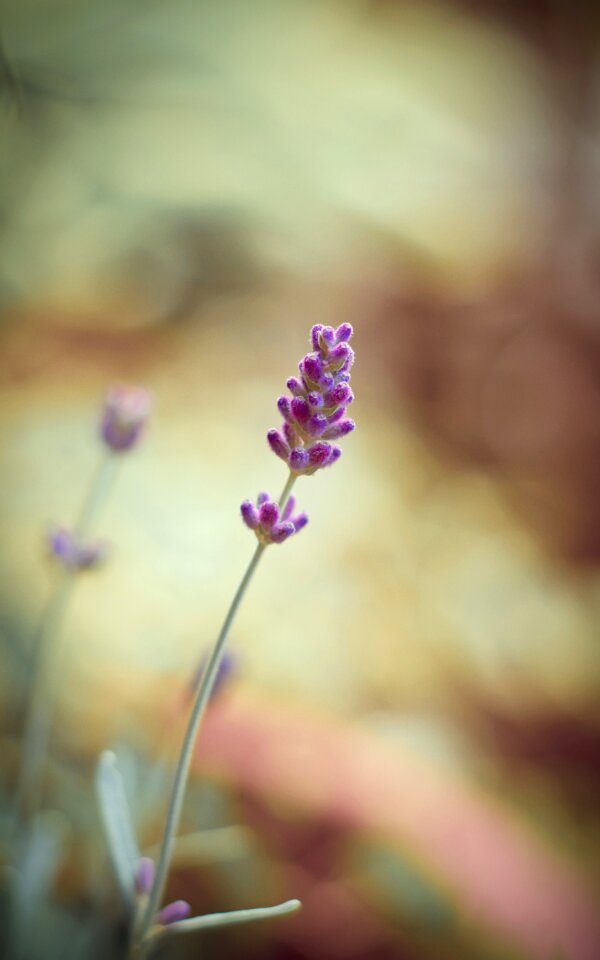 Nature lavender flowers herbs