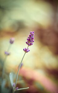 Nature lavender flowers herbs