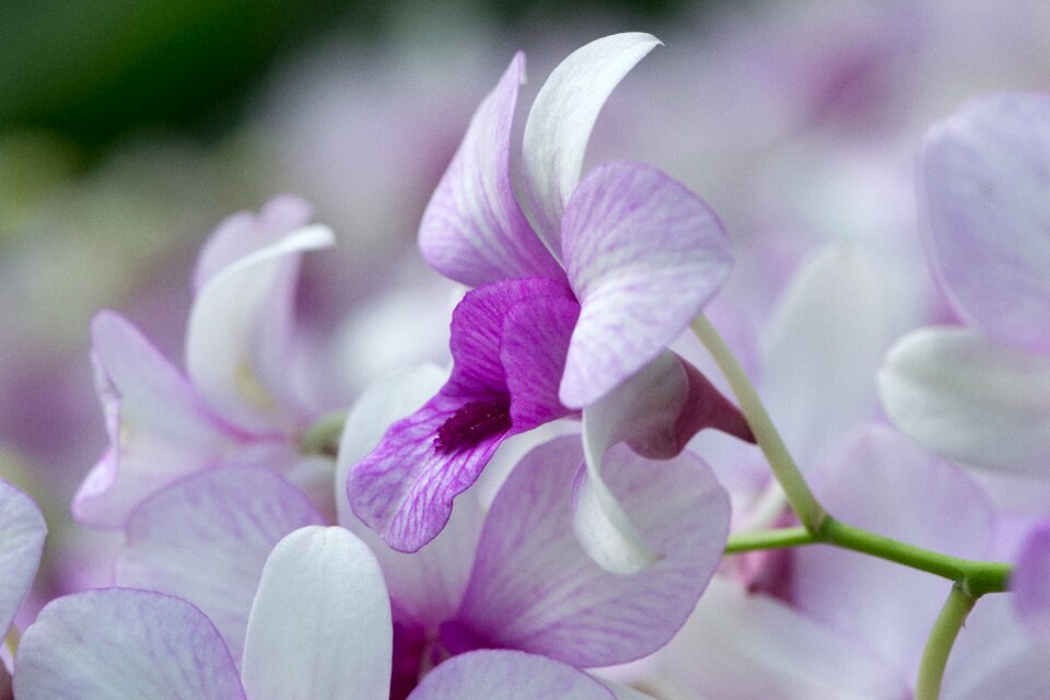 Tropical plants flower orchid white orchid