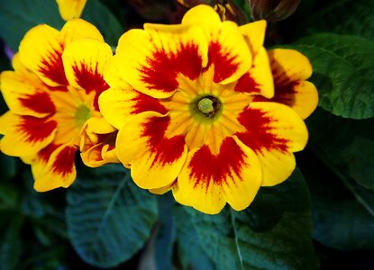 Plant flower nature