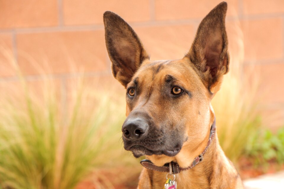 Shepherd animal cute