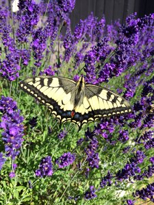 Garden insect flowers