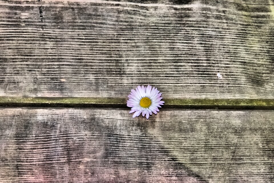 Flowers m p pink